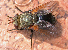 Archytas sp.